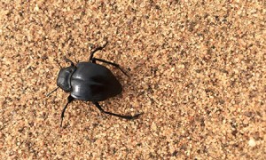 文静甜美的女孩名字大全